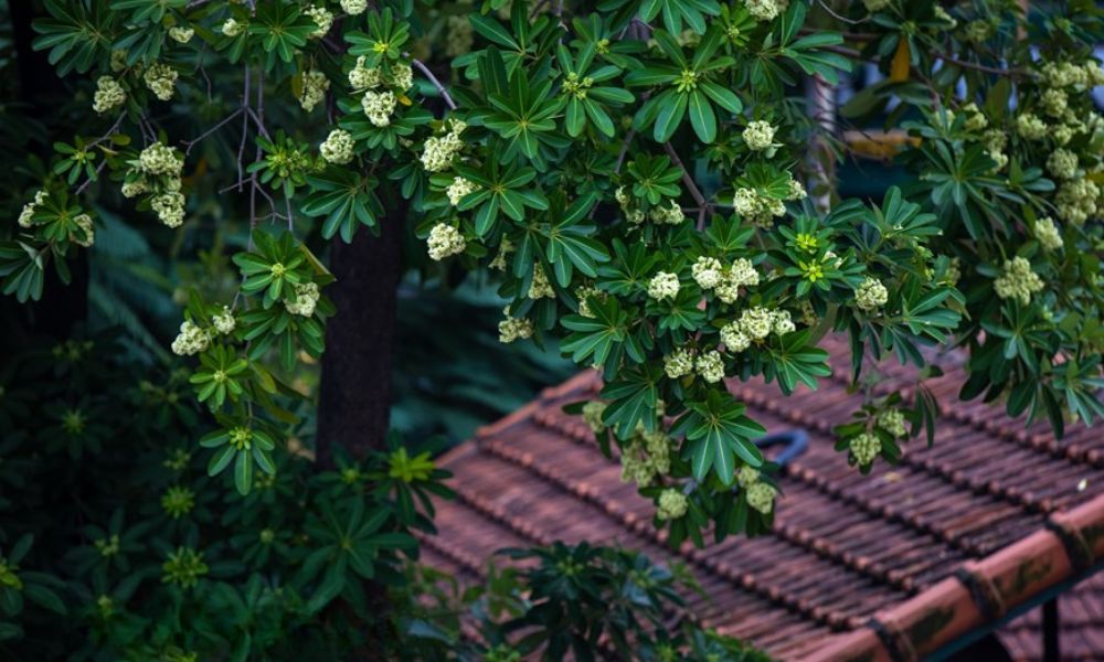 hanoi-autumn-food-guide